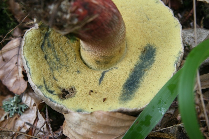 Boletus non identificato dalla Foresta Nera